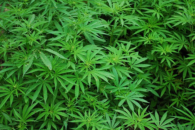 Marihuana není jenom ta špatná rostlina